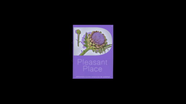 Pleasant Place 4: Artichoke (Cynara cardunculus var. Scolymus) - Image 2