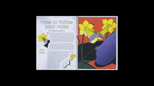 Pleasant Place 7: Daffodils (Narcissus) - Image 3