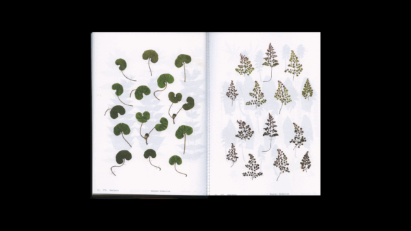 Book Of Plants — Anne Geene (new edition) - Image 4